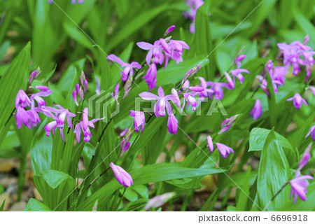 Spring flower  6696918