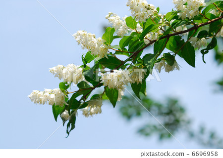 春天的花朵 春天的花朵 6696958