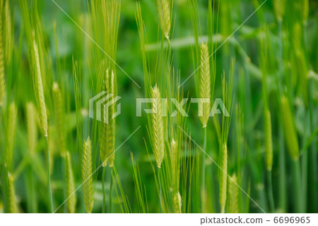 Barley 6696965