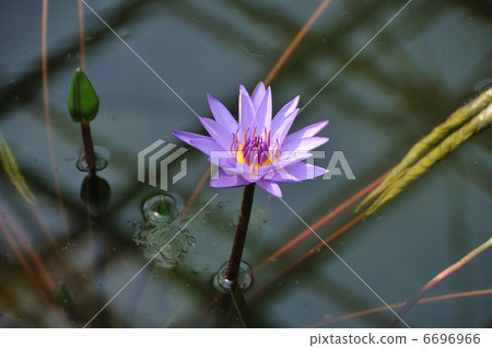 Water lily 6696966
