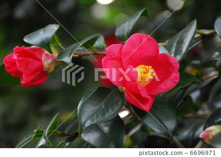 茶花 茶花 6696971