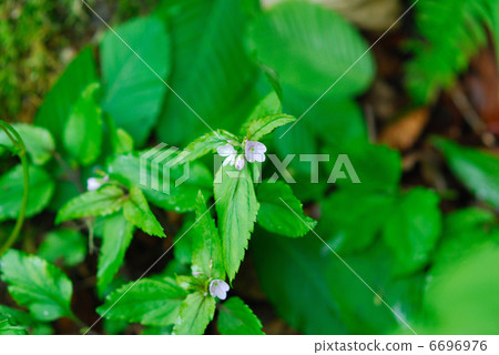 Spring flower Spring flower 6696976