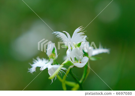 蘭科 蘭科 6697080