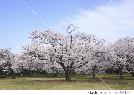Sakai吉野櫻花 6697154