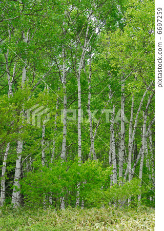 White birch 6697259