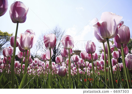 鬱金香的花園 6697303