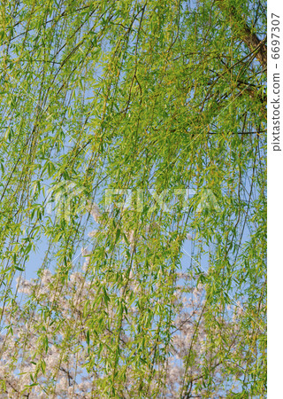 willow willow 6697307
