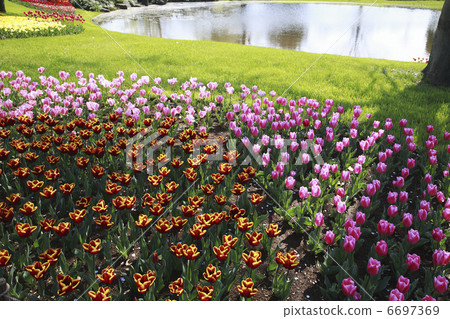 鬱金香的花園 6697369