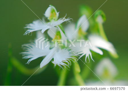 蘭科 蘭科 6697370