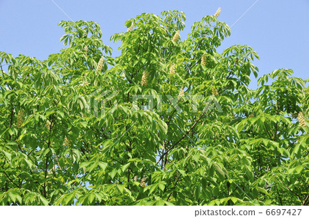 Fresh green Fresh green 6697427