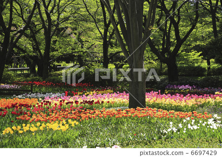 鬱金香的花園 6697429