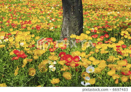 Poppy's flower garden 6697483