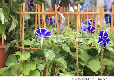 Morning glory Morning glory 6697502