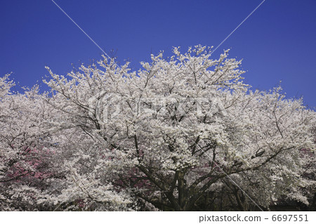 Sakai Yoshino cherry tree 6697551