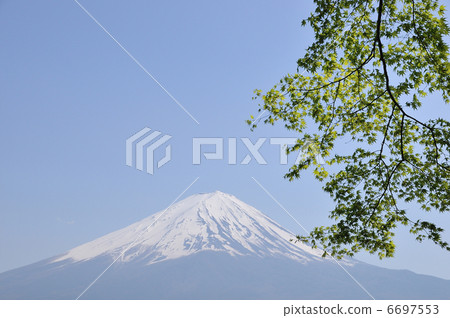 Fuji and fresh green 6697553