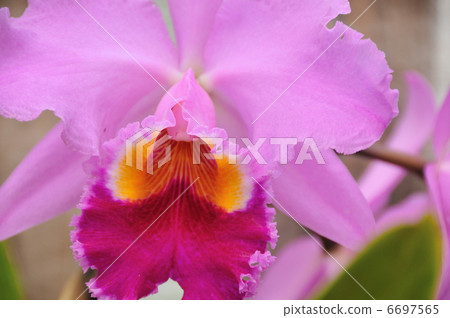 Cattleya 6697565