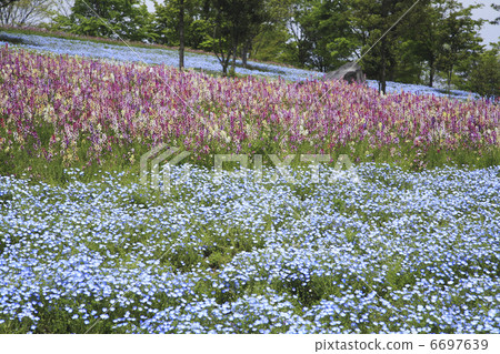 Nemofila和Linalia開花的花園 6697639