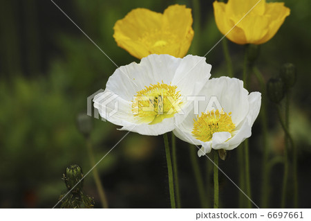 罌粟花 6697661