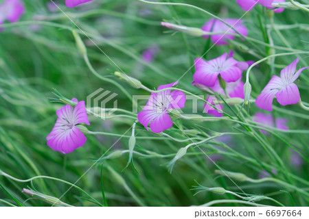 Spring flower Spring flower 6697664