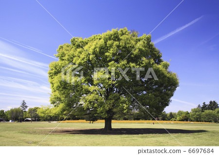 Keyaki no Taiki和Square 6697684