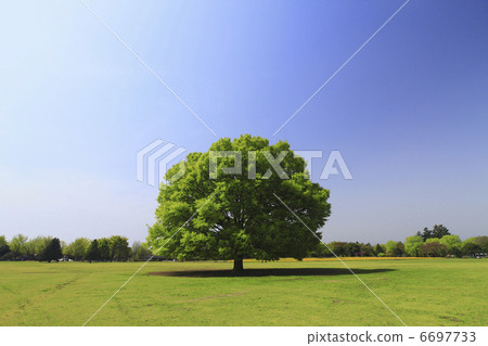 Keyaki no Taiki和Square 6697733