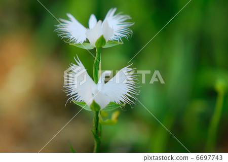 蘭科 蘭科 6697743