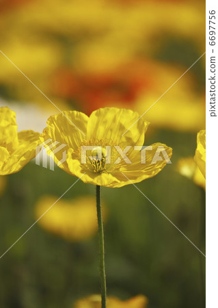 罌粟花 罌粟花 6697756