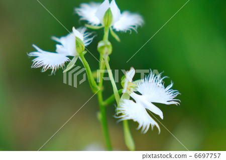 蘭科 蘭科 6697757