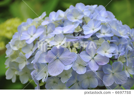 繡球 6697788