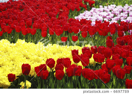 鬱金香的花園 6697789