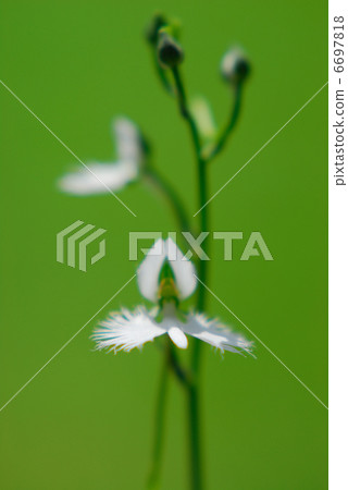 蘭科 蘭科 6697818