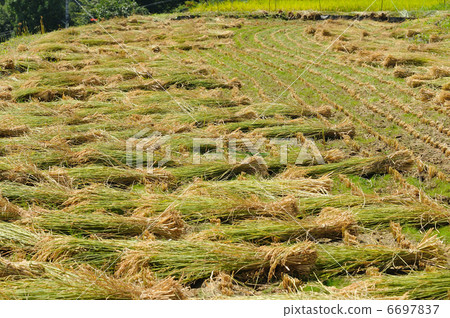 Bunch of rice 6697837