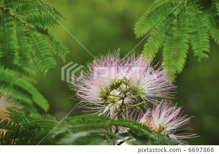 Nemu's flower 6697868