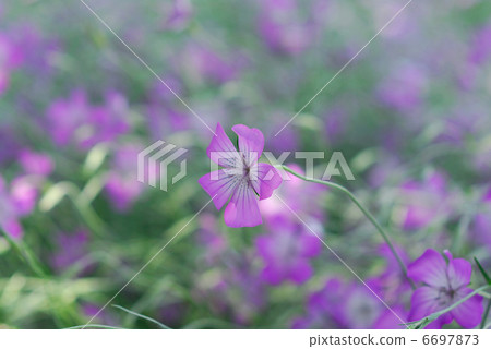 春天的花朵 春天的花朵 6697873