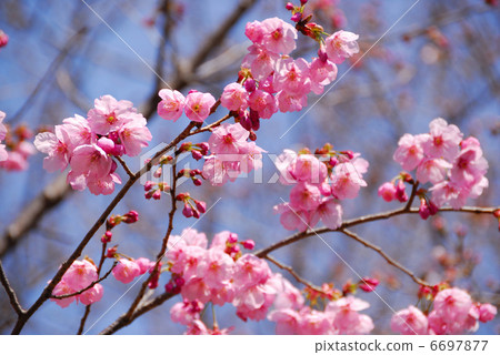 櫻桃樹 6697877