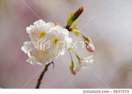 Cherry Blossoms	 6697879