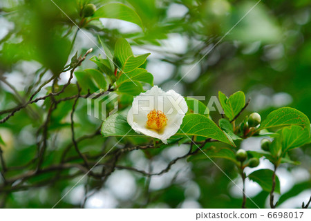 Summer flowers 6698017