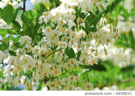 春天的花朵 6698031