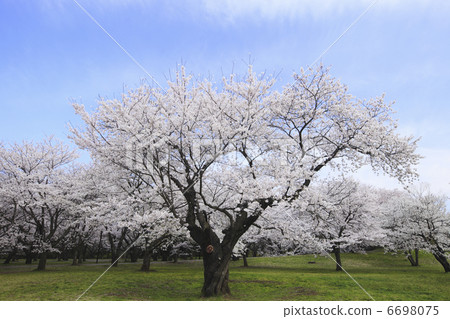 Sakai吉野櫻花 Sakai吉野櫻花 6698075