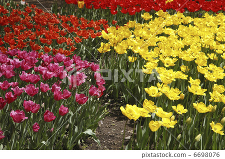 鬱金香的花園 鬱金香的花園 6698076