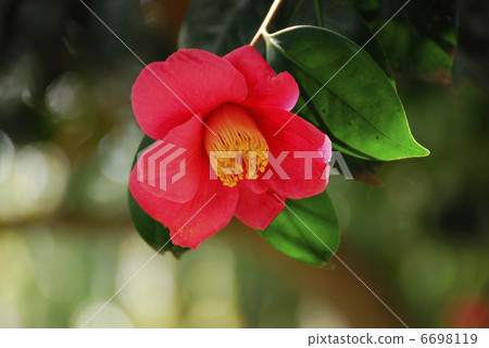 茶花 茶花 6698119