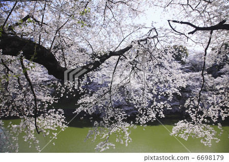 Cherry blossoms in Tokyo 6698179