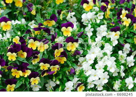 春天的花朵 6698245