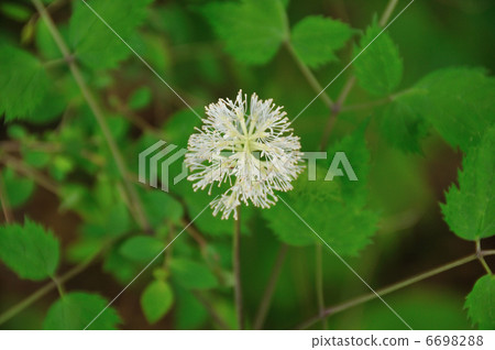 白花 白花 6698288