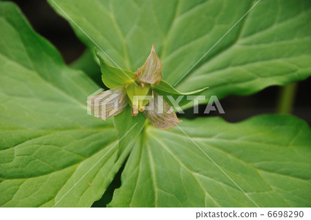 山野草 山野草 6698290