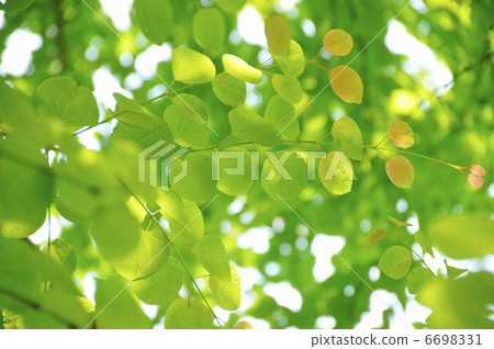 Fresh green 6698331