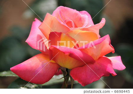 玫瑰 玫瑰 6698445