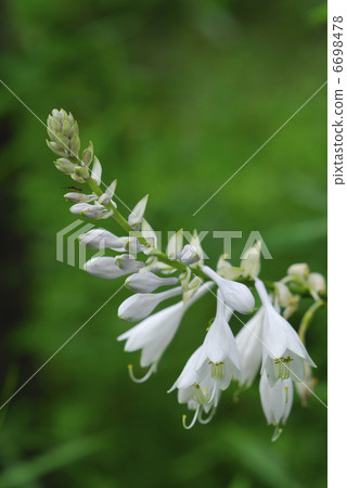 Summer flowers 6698478