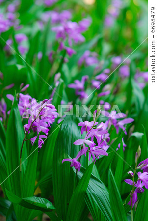 Spring flower  6698479