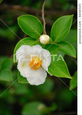 夏天的花朵 6698505